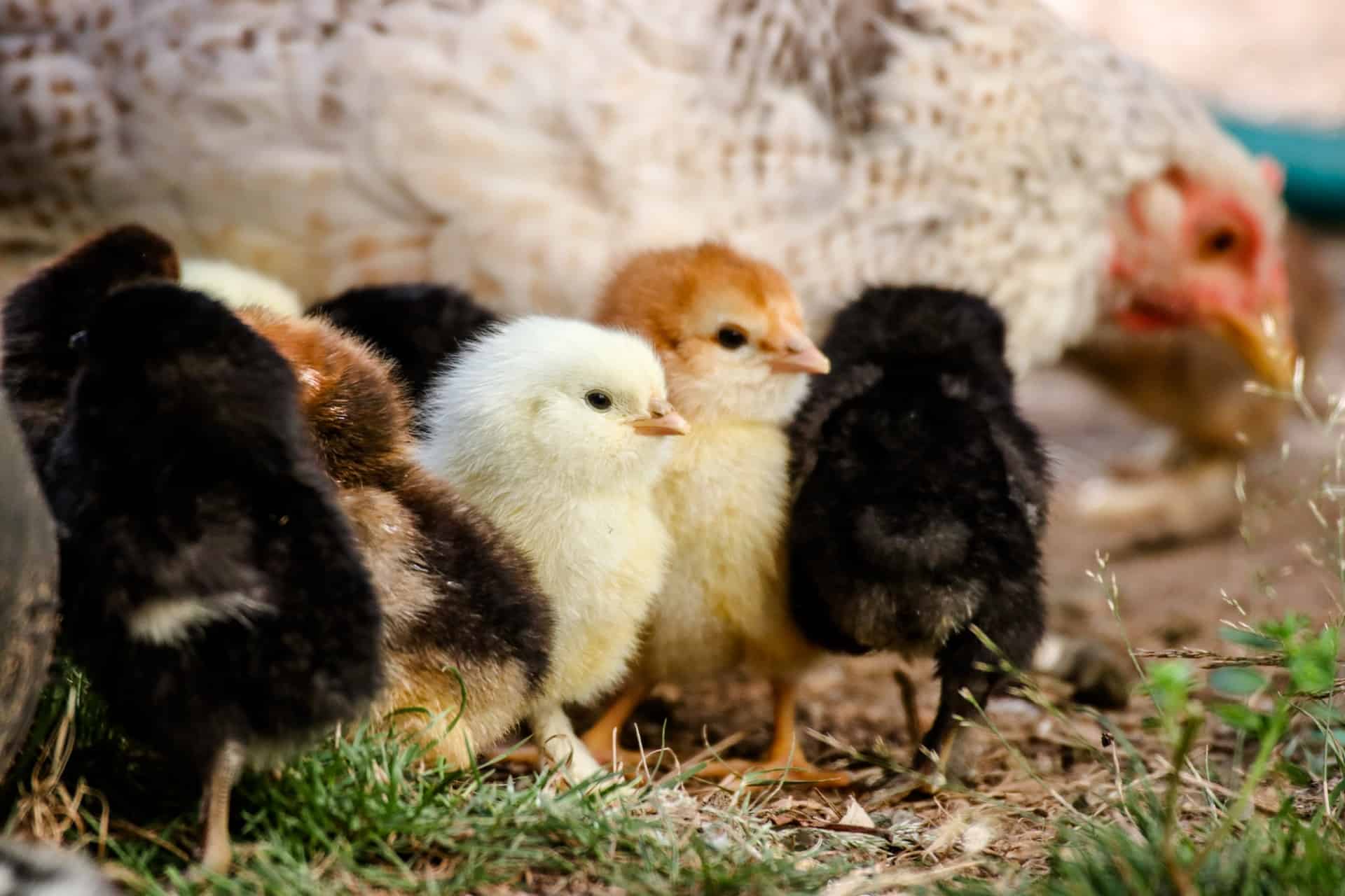 Criaderos de pollos en Virginia