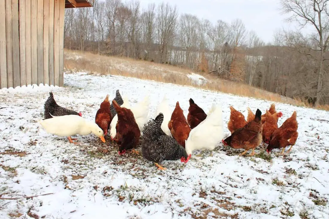 Criadero de pollos en Virginia