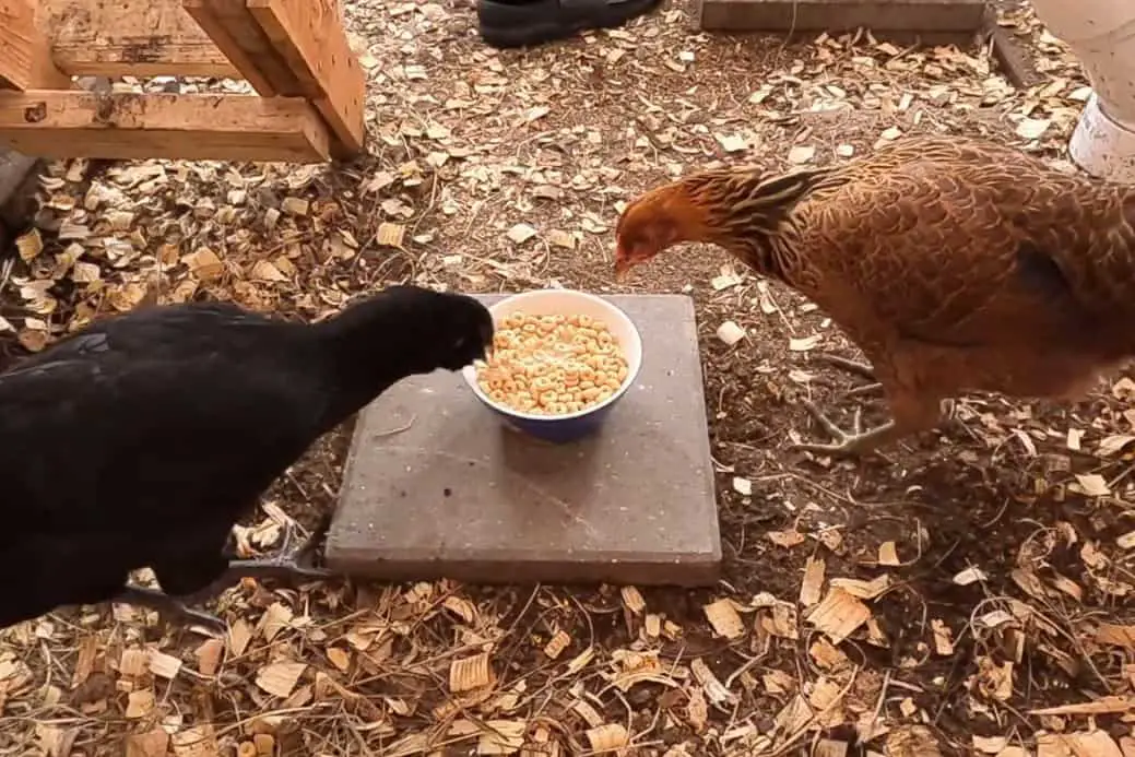 las gallinas pueden comer cereal