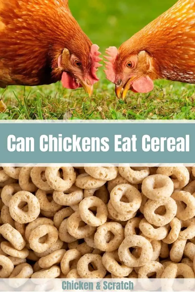 ¿Pueden las gallinas comer Cheerios de nuez y miel?