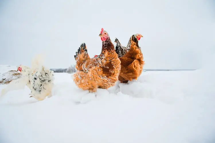 Razas de pollo resistentes al invierno