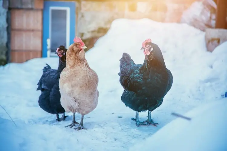 Bandada de pollos en la nieve