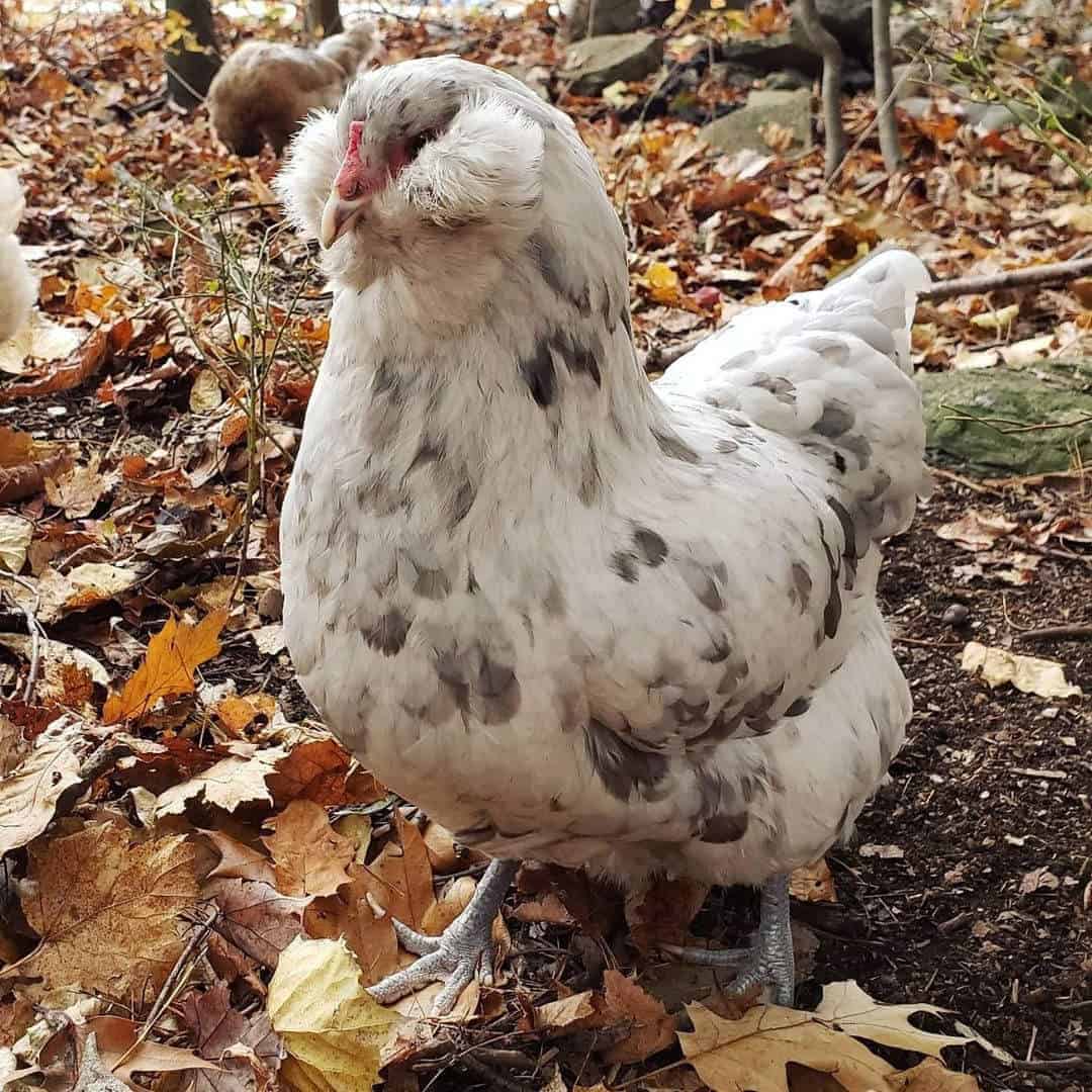 razas de gallinas americanas Ameraucana