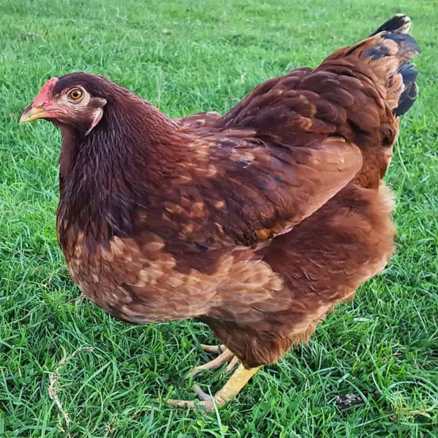 razas de pollos americanos Buckeye