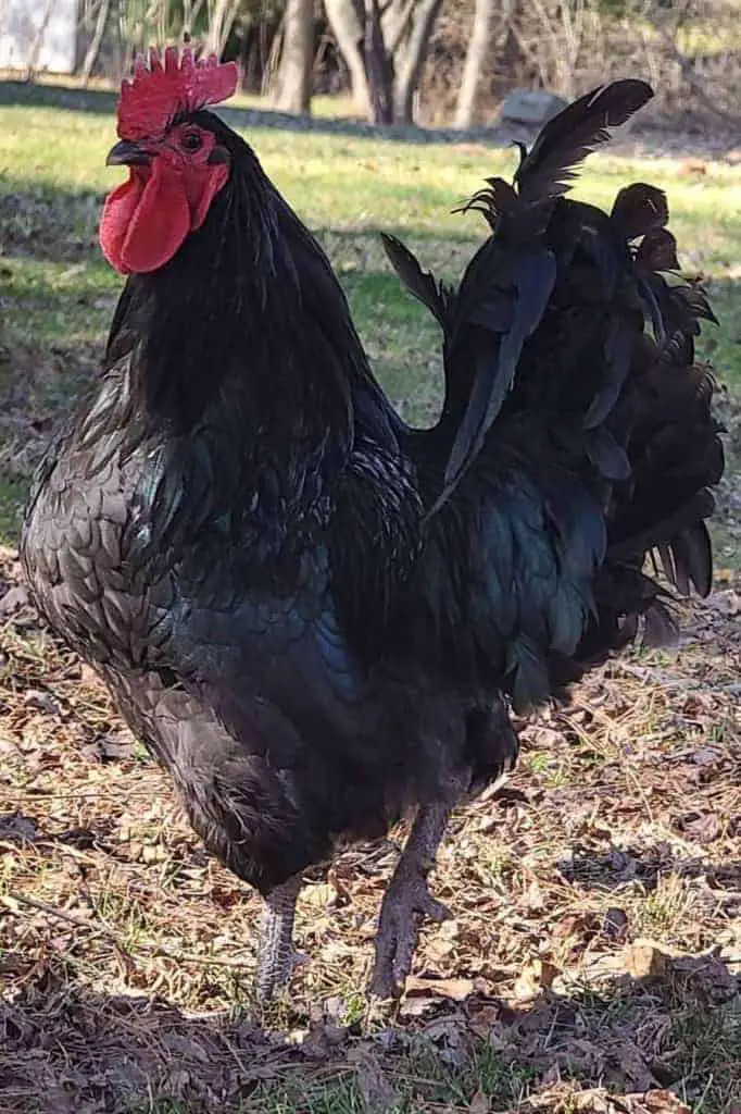 razas de pollos americanos Jersey Giant