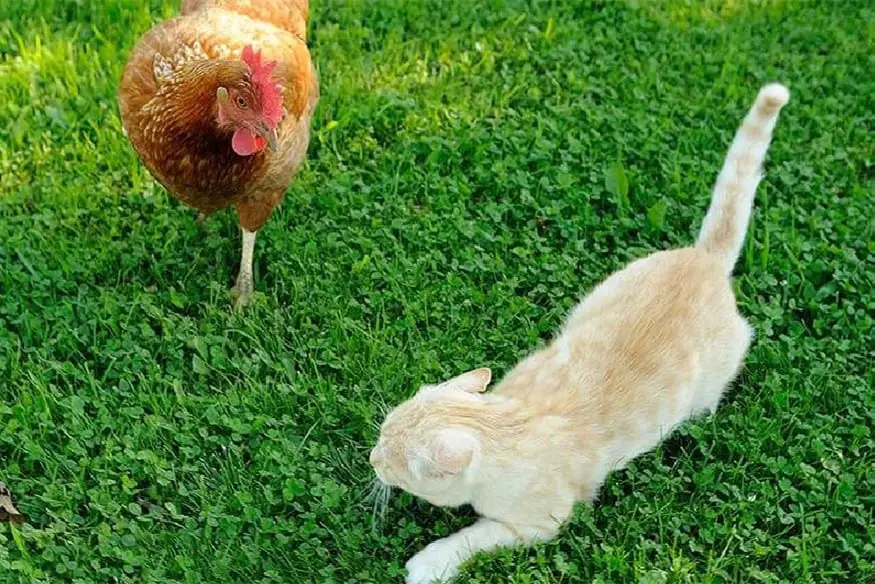 los gatos atacan a las gallinas