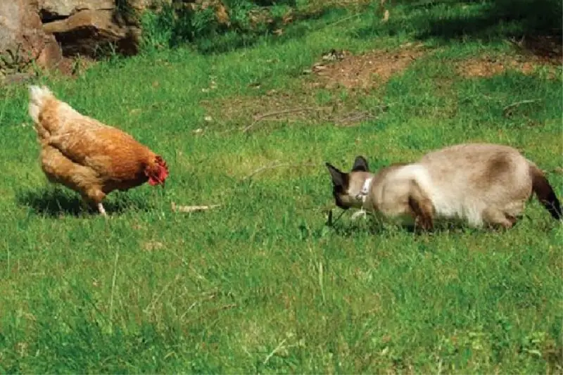 ¿Los gatos de granero matarán pollos?