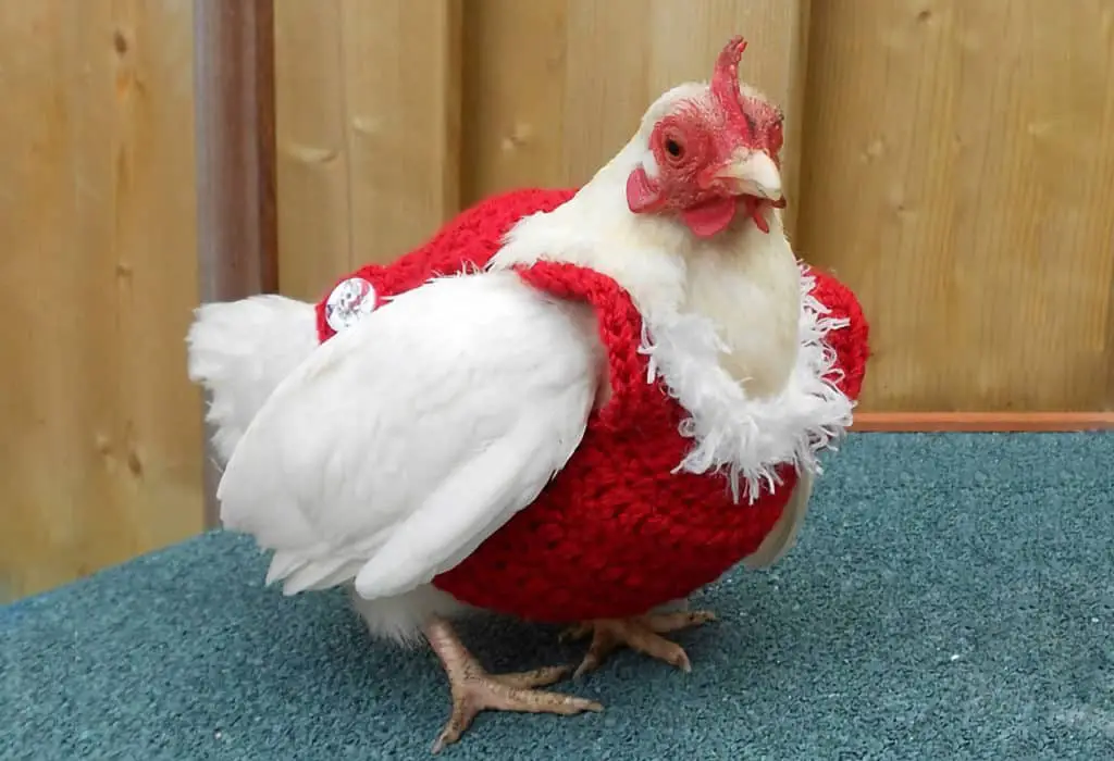 cuando mudan las gallinas