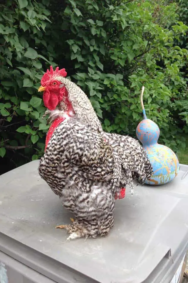 como hacer un pañal de pollo