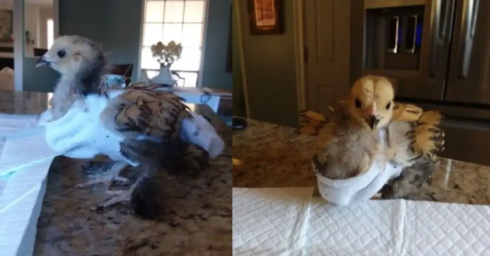 patrón de pañales de pollo