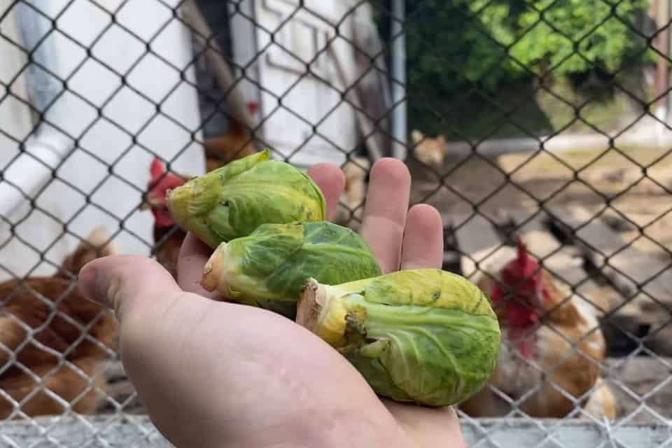 las gallinas pueden comer coles de bruselas
