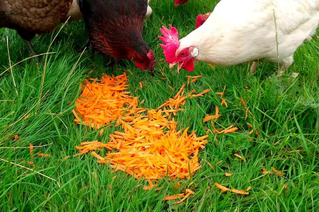 pollo come zanahorias