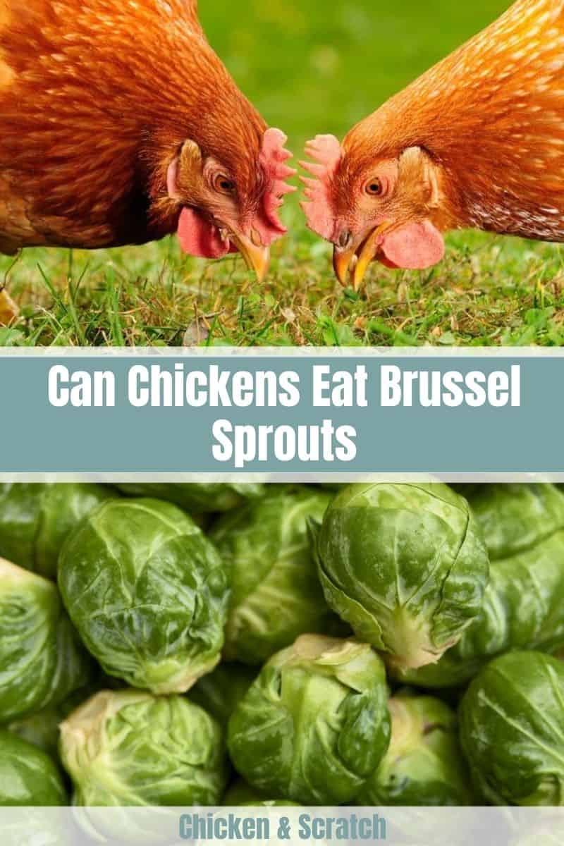 ¿Pueden los pollos comer coles de Bruselas crudas?