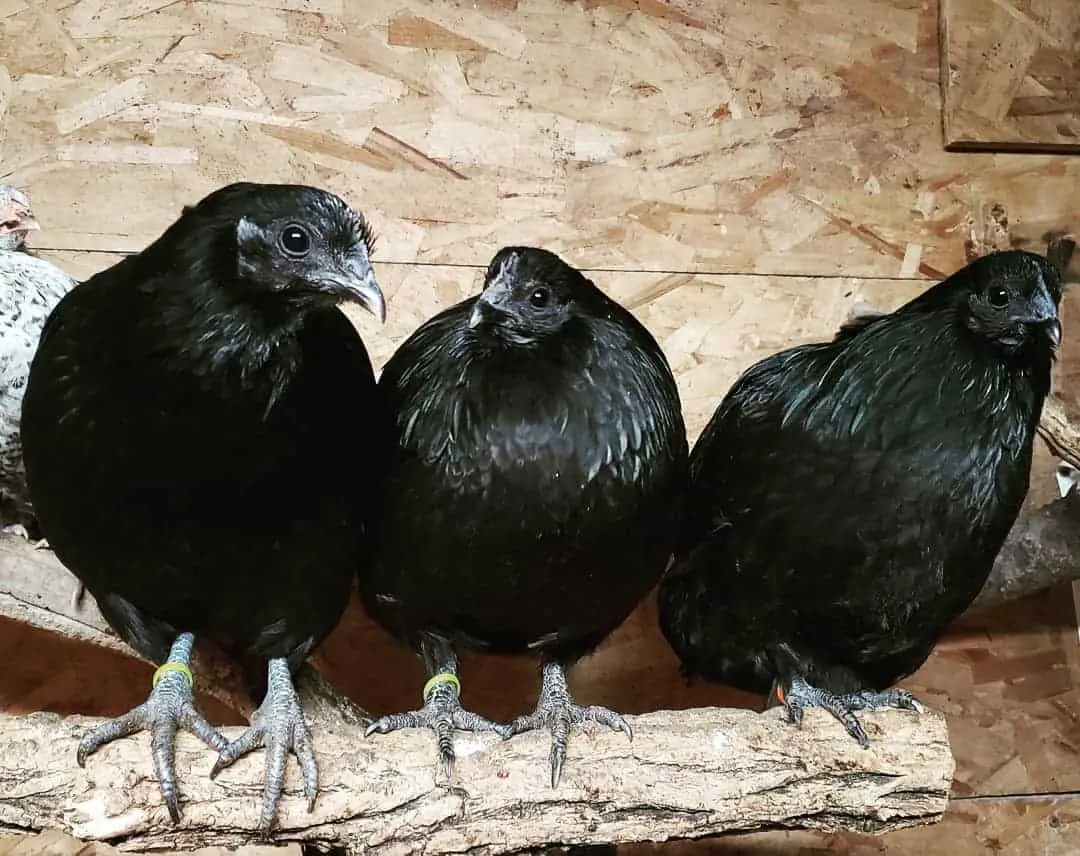 Criar gallina negra sueca