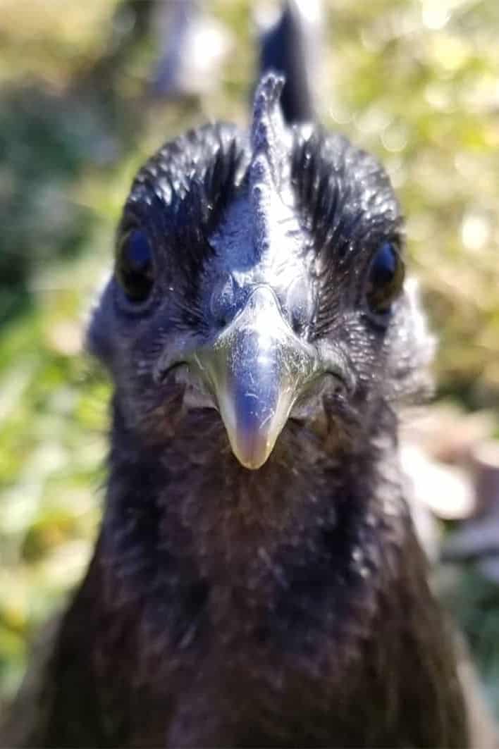 Estándar y apariencia de la raza de gallina negra sueca Personalidad y temperamento