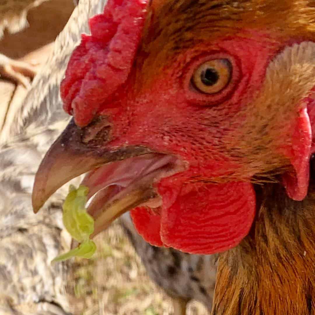 La aparición de una lengua de pollo.