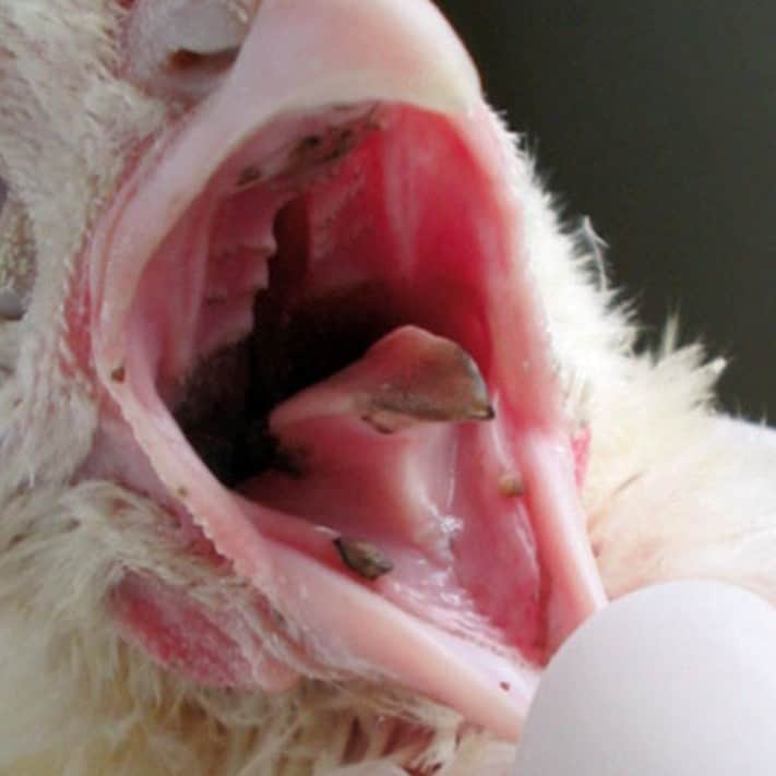 lengua de pollo