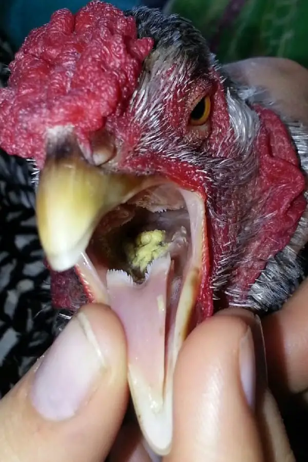 Problemas de salud que afectan la lengua de pollo