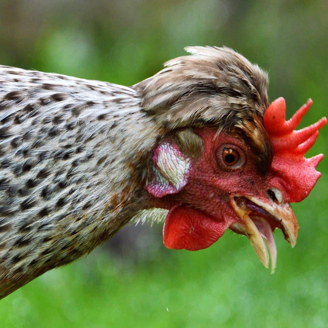 papilas gustativas de pollo