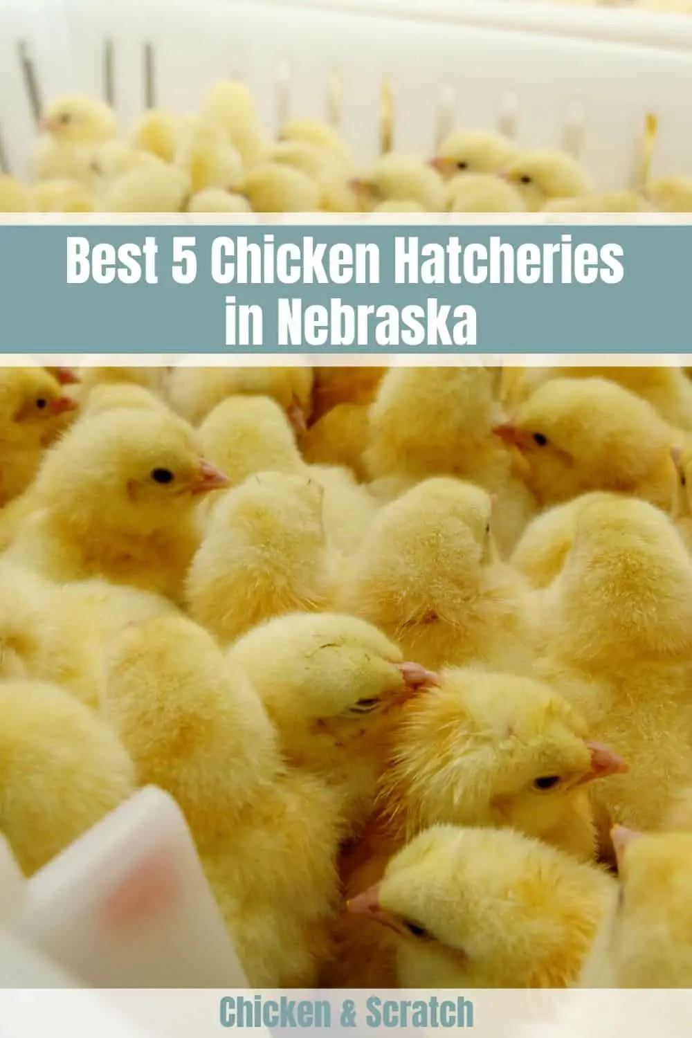 criaderos de pollos en nebraska