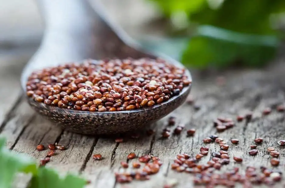 ¿Pueden las gallinas comer Quinoa ROJA?