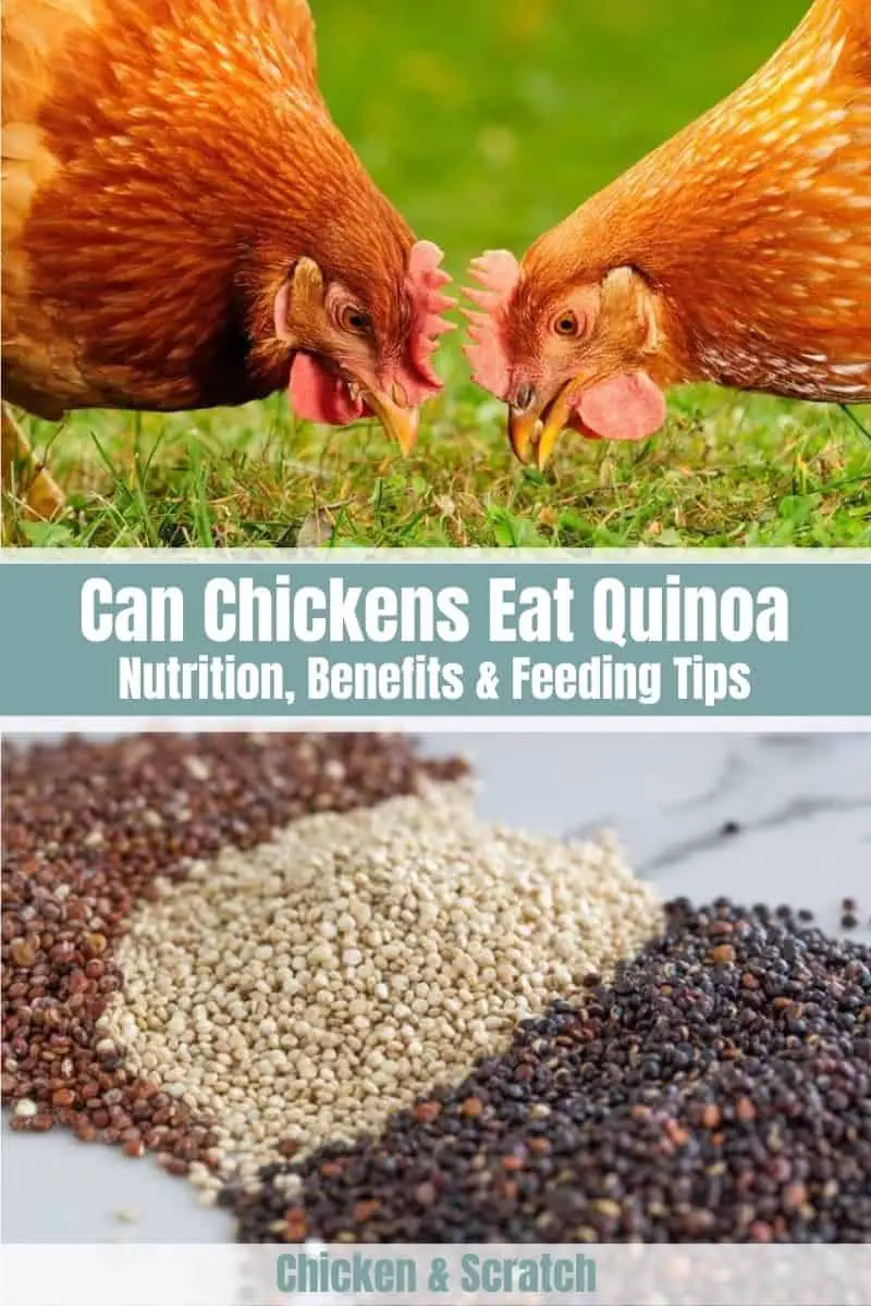 ¿Pueden los pollos comer quinua cruda?
