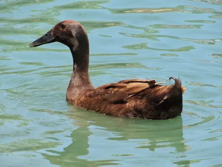 Natación de pato caqui Campbell