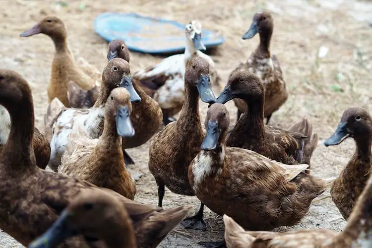 Patos caqui de Campbell