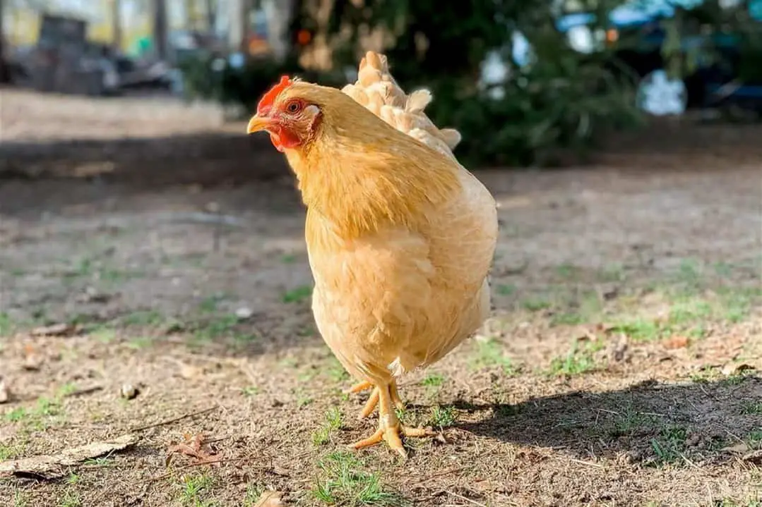 razas de pollos amarillos Buff Rock