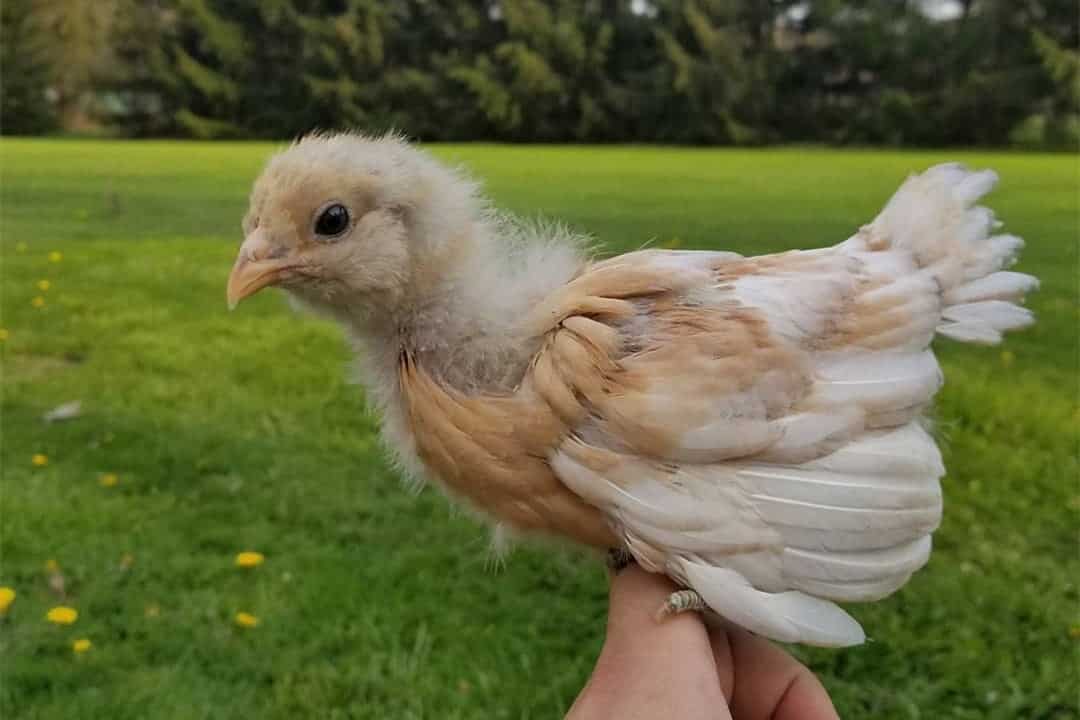 pollo amarillo buff Buff Easter Egger