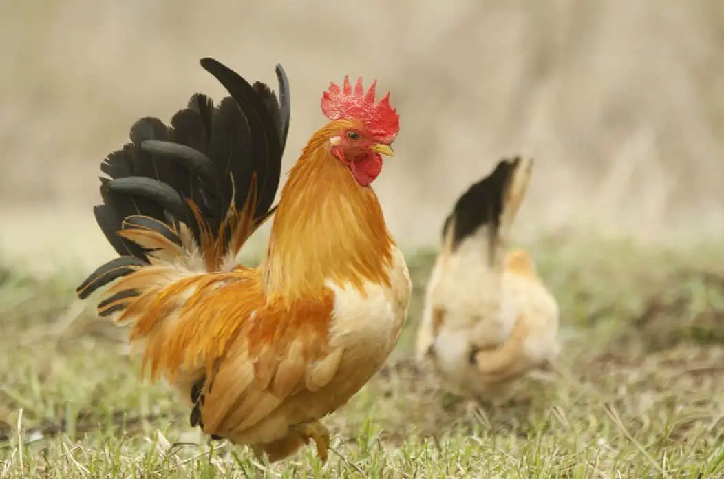 razas de pollos amarillos Black-Tail Buff Japanese