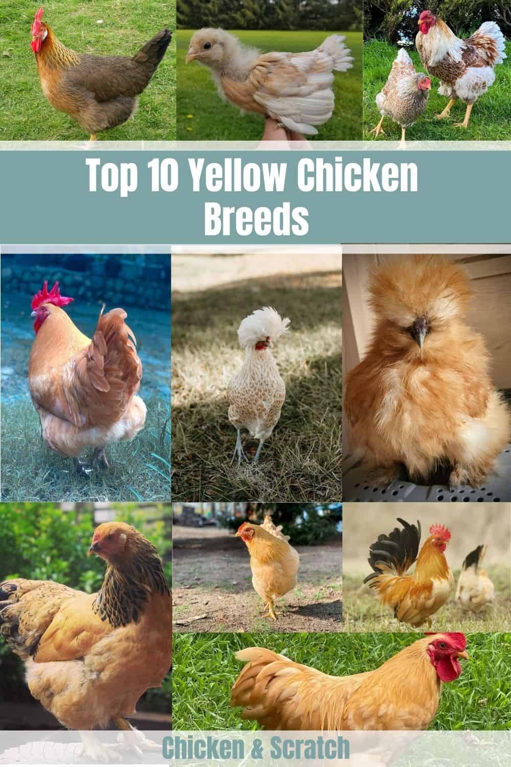 razas de gallinas amarillas
