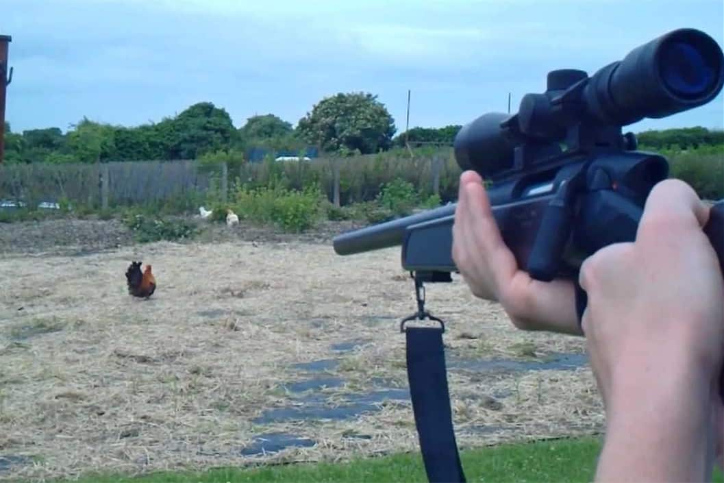 la mejor manera de matar un pollo