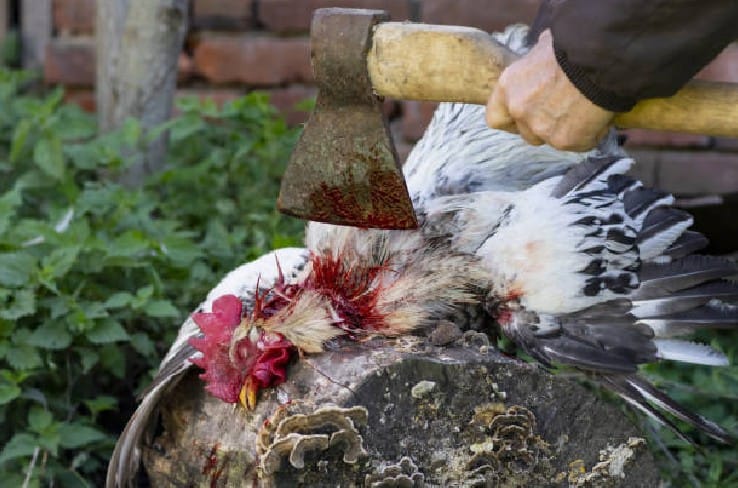 manera humana de matar a un pollo