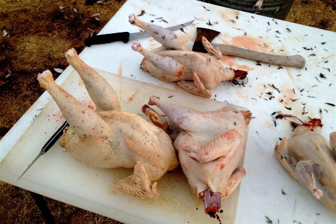 formas humanitarias de matar un pollo