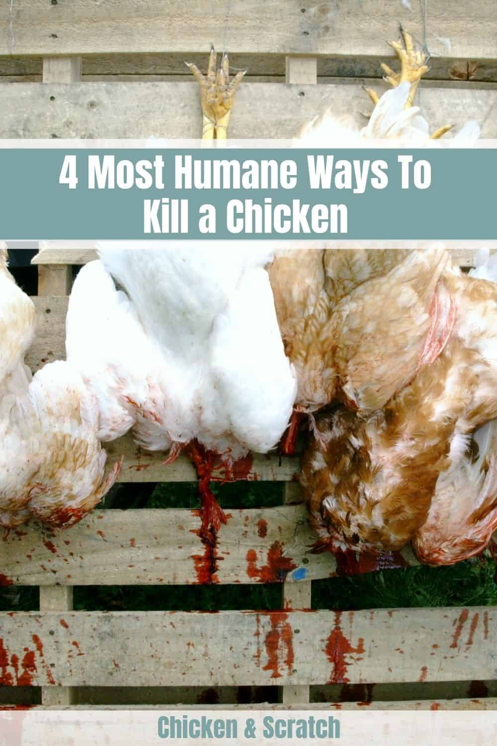 La forma más humana de matar a un pollo.
