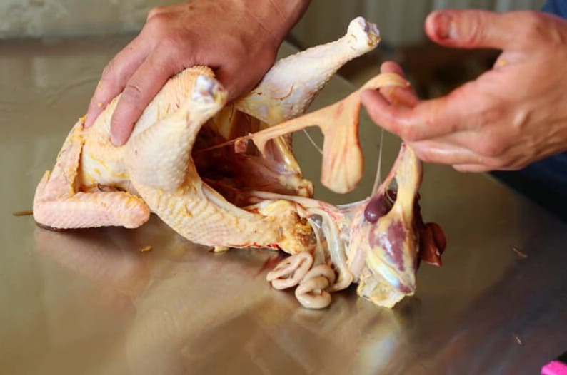 matar pollos humanamente