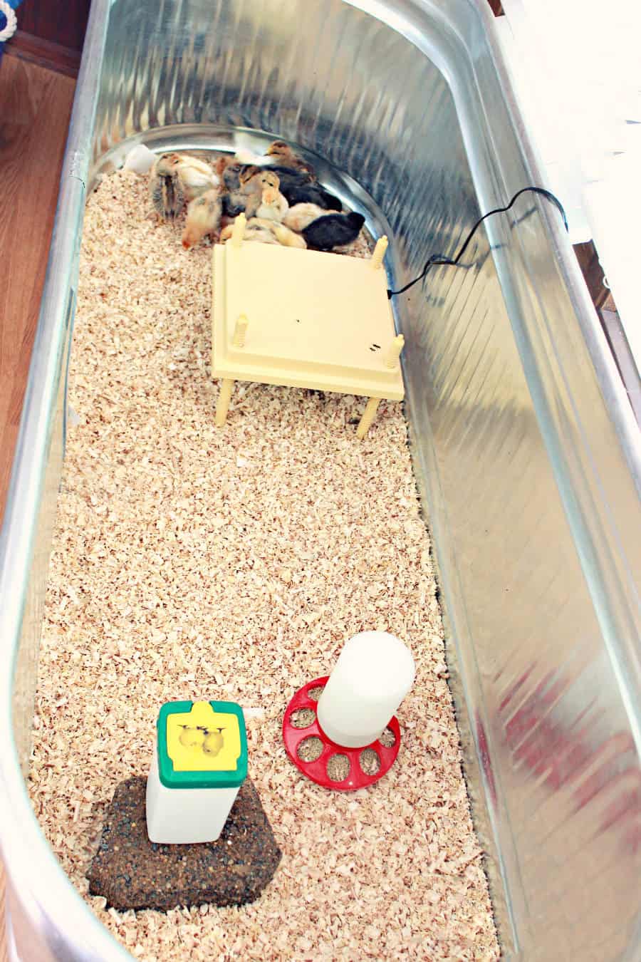 planes de criadora de pollitos