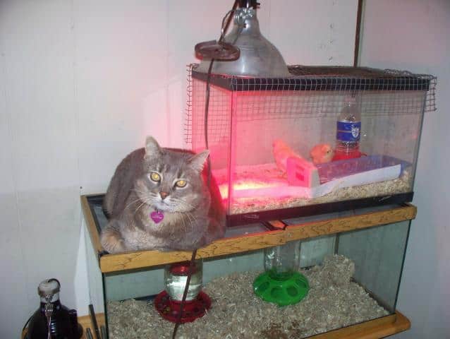 diseño de criadora de pollos