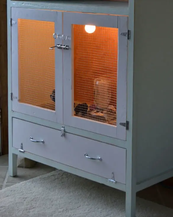 diseños de criadoras de pollitos