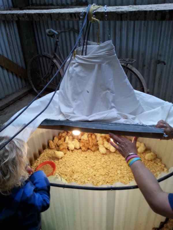 caja de criadora de bricolaje