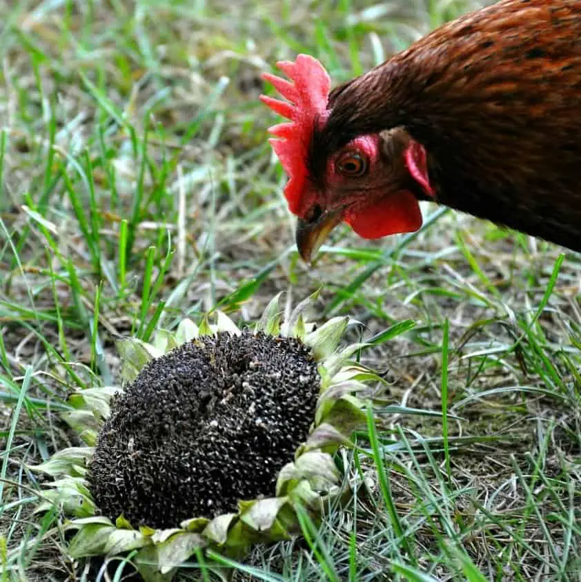 alimento para pollos con linaza