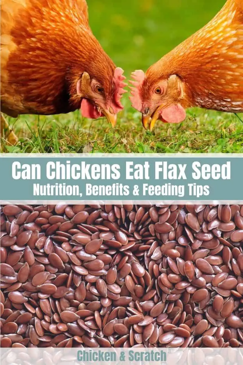 ¿Pueden los pollos comer semillas de lino?