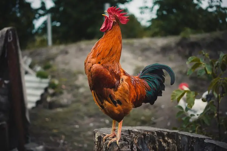 Un gallo llamando a las gallinas