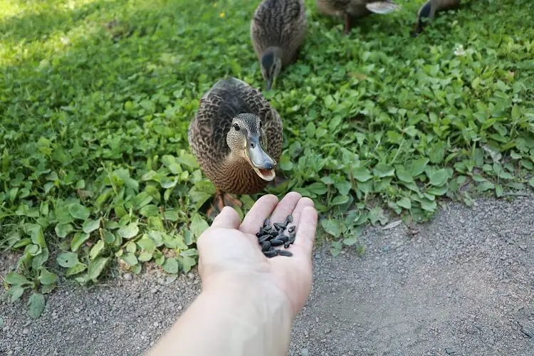 comer pato mascota