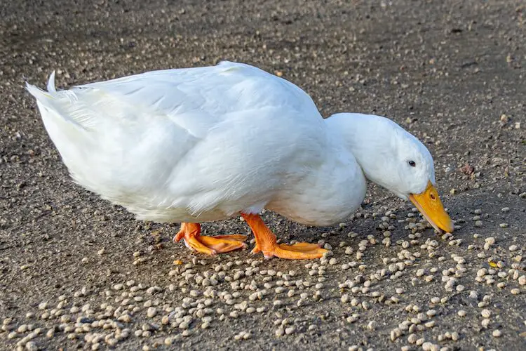 Un pato pekin comiendo