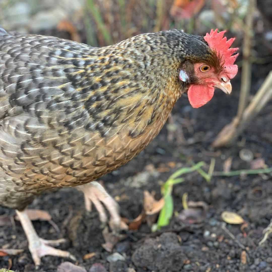 gallinas penedesencas