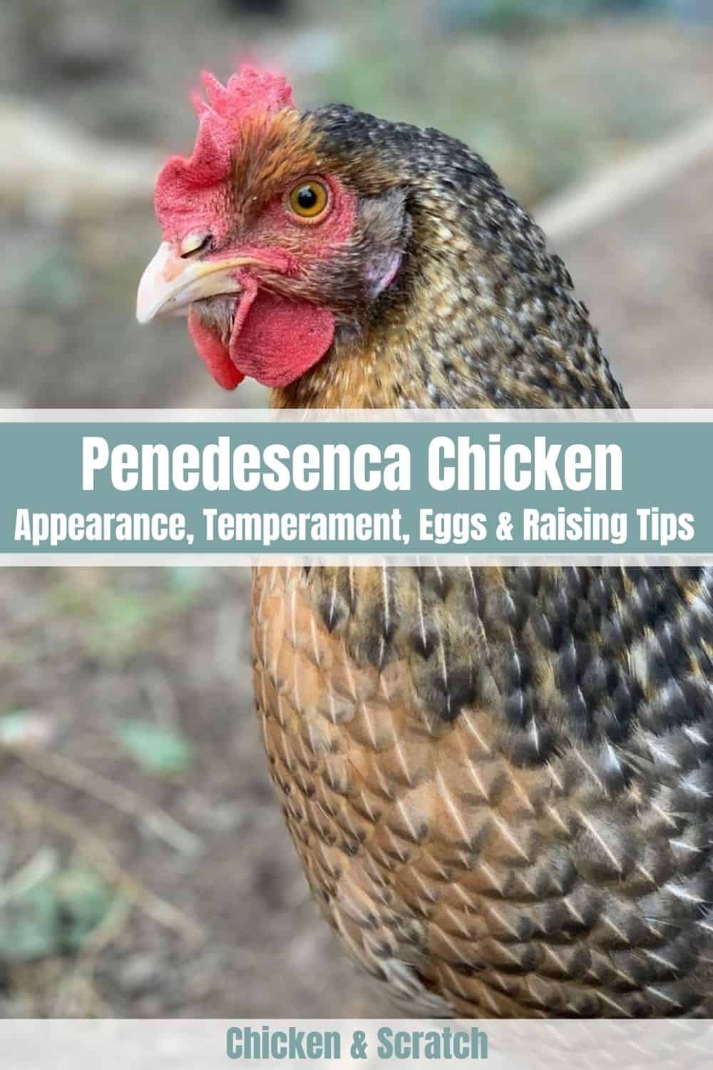 pollo penedesenca