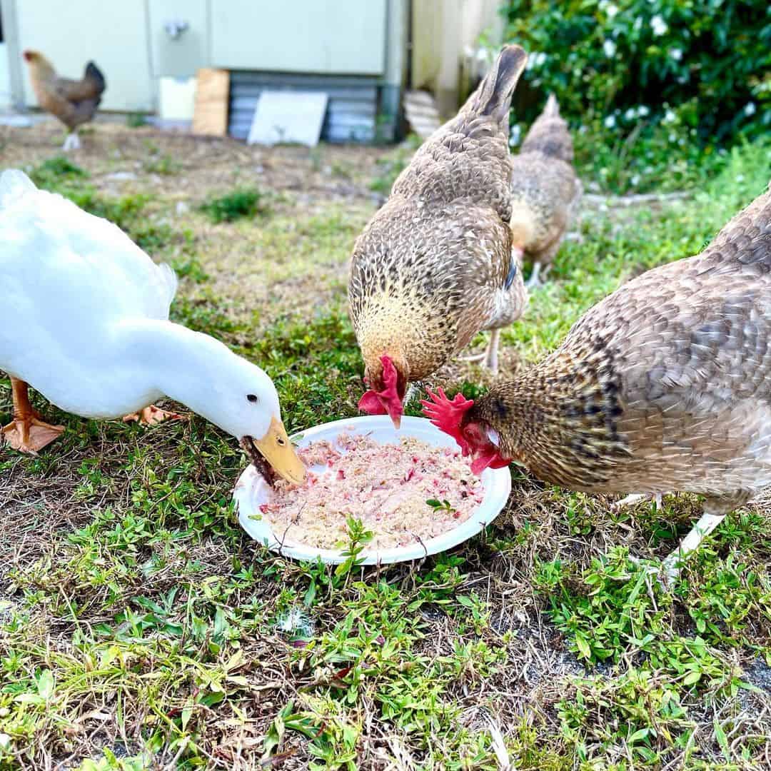 gallina penedesenca