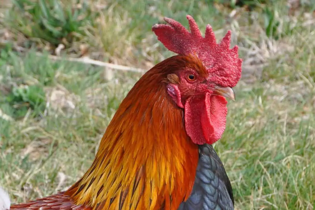 ¿Qué es un zarzo en un pollo?